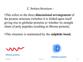 C. Tertiary Structure: -
1/28/2024 30
•This refers to the three dimensional arrangement of
the protein structure (whether it is folded upon itself
giving rise to globular proteins or whether its straight
chain of poly peptides resulting in fibrous protein).
•This structure is maintained by the sulphide bond.
Fibrous protein
Globular protein
Melese.S
 