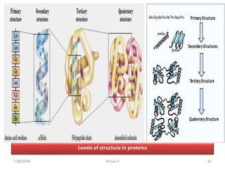 Levels of structure in proteins
1/28/2024 32
Melese.S
 