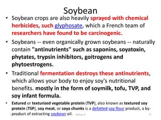 Soybean
• Soybean crops are also heavily sprayed with chemical
herbicides, such glyphosate, which a French team of
researchers have found to be carcinogenic.
• Soybeans -- even organically grown soybeans -- naturally
contain "antinutrients" such as saponins, soyatoxin,
phytates, trypsin inhibitors, goitrogens and
phytoestrogens.
• Traditional fermentation destroys these antinutrients,
which allows your body to enjoy soy's nutritional
benefits. mostly in the form of soymilk, tofu, TVP, and
soy infant formula.
• Extured or texturized vegetable protein (TVP), also known as textured soy
protein (TSP), soy meat, or soya chunks is a defatted soy flour product, a by-
product of extracting soybean oil.
1/28/2024 37
Melese.S
 