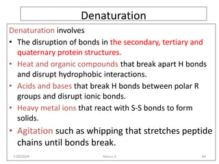 Denaturation
Denaturation involves
• The disruption of bonds in the secondary, tertiary and
quaternary protein structures.
• Heat and organic compounds that break apart H bonds
and disrupt hydrophobic interactions.
• Acids and bases that break H bonds between polar R
groups and disrupt ionic bonds.
• Heavy metal ions that react with S-S bonds to form
solids.
• Agitation such as whipping that stretches peptide
chains until bonds break.
1/28/2024 44
Melese.S
 