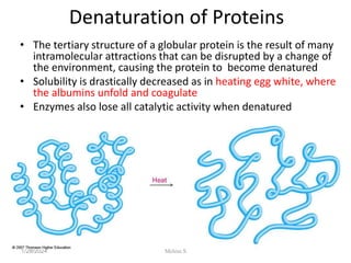Denaturation of Proteins
• The tertiary structure of a globular protein is the result of many
intramolecular attractions that can be disrupted by a change of
the environment, causing the protein to become denatured
• Solubility is drastically decreased as in heating egg white, where
the albumins unfold and coagulate
• Enzymes also lose all catalytic activity when denatured
1/28/2024
45 Melese.S
 