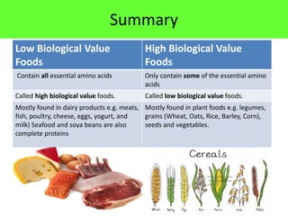 Summary
Low Biological Value
Foods
High Biological Value
Foods
Contain all essential amino acids Only contain some of the essential amino
acids
Called high biological value foods. Called low biological value foods.
Mostly found in dairy products e.g. meats,
fish, poultry, cheese, eggs, yogurt, and
milk) Seafood and soya beans are also
complete proteins
Mostly found in plant foods e.g. legumes,
grains (Wheat, Oats, Rice, Barley, Corn),
seeds and vegetables.
48
 