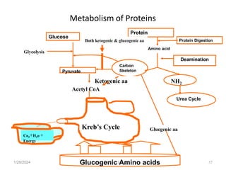 Metabolism of Proteins
1/28/2024 57
Protein Digestion
Kreb’s Cycle
Co2+H2o +
Energy
Acetyl CoA
Glucose
Pyruvate
Glycolysis
Protein
Amino acid
Deamination
NH2
Urea Cycle
Carbon
Skeleton
Glucogenic Amino acids
Ketogenic aa
Glucgenic aa
Both ketogenic & glucogenic aa
Melese.S
 