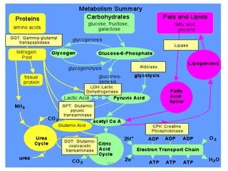 1/28/2024 61
Melese.S
 