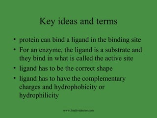 Key ideas and terms protein can bind a ligand in the binding site  For an enzyme, the ligand is a substrate and they bind in what is called the active site ligand has to be the correct shape ligand has to have the complementary charges and hydrophobicity or hydrophilicity www.freelivedoctor.com 