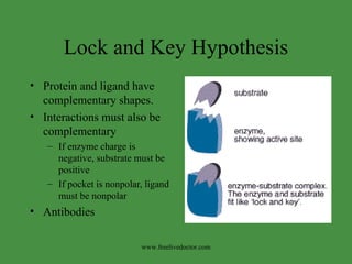Lock and Key Hypothesis Protein and ligand have complementary shapes. Interactions must also be complementary If enzyme charge is negative, substrate must be positive If pocket is nonpolar, ligand must be nonpolar Antibodies www.freelivedoctor.com 