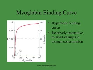 Myoglobin Binding Curve Hyperbolic binding curve Relatively insensitive to small changes in oxygen concentration www.freelivedoctor.com 