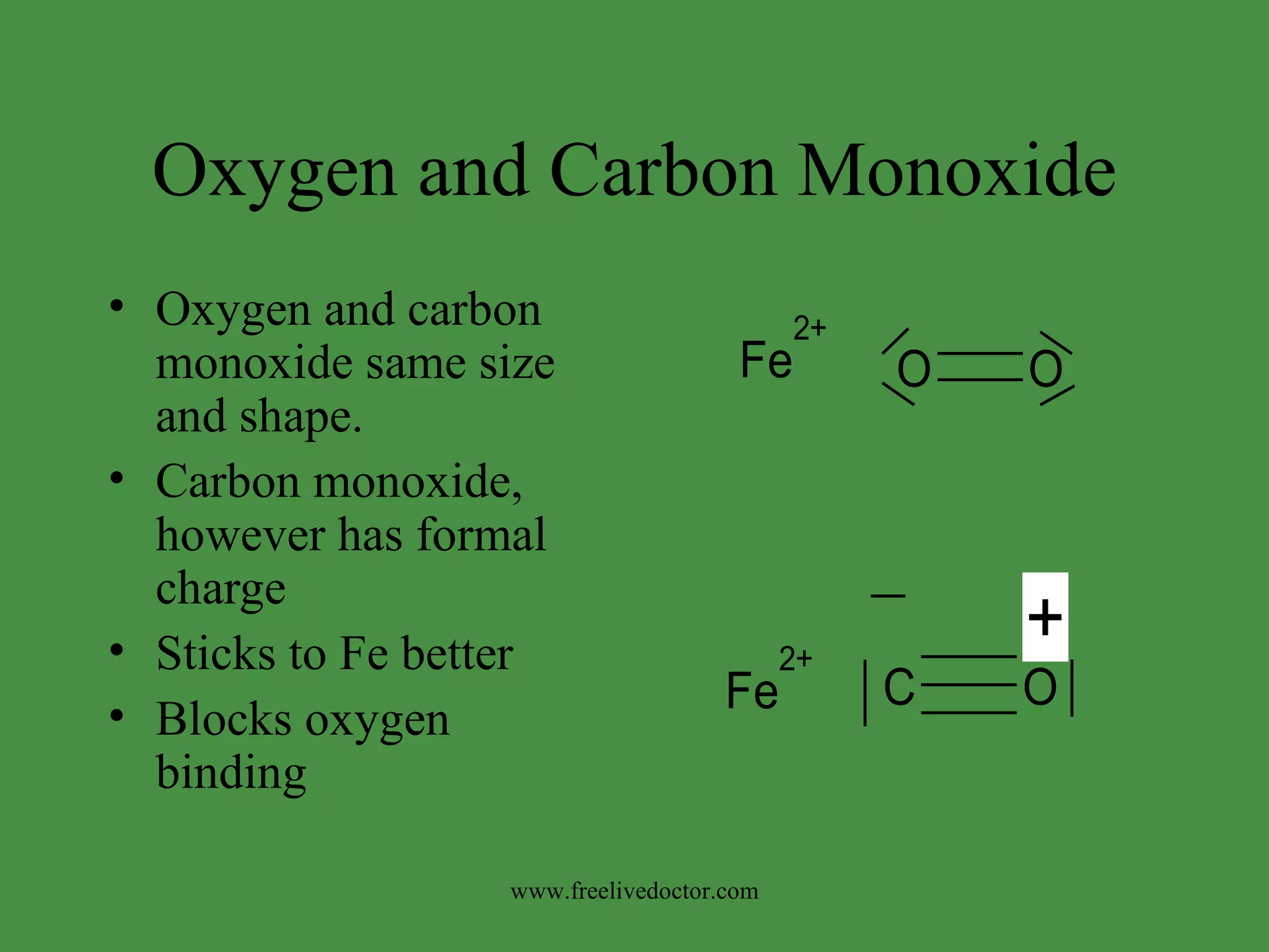 Protien Metabolism | PPT