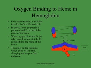 Oxygen Binding to Heme in Hemoglobin Fe is coordinated to a histidine in helix 8 of the Hb molecule In deoxy form, porphyrin is puckered and Fe is out of the plane of the heme When oxygen binds the Fe (at other coordination site) the Fe is pulled into the plane of the heme This pulls on the histidine, which pulls on the helix, changing the shape of the molecule. Fe 2+ His F8 0.6 A O 2 www.freelivedoctor.com 