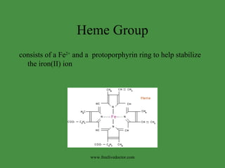 Heme Group consists of a Fe 2+  and a  protoporphyrin ring to help stabilize the iron(II) ion www.freelivedoctor.com 
