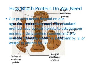 How Much Protein Do You Need
• Our protein needs depend on our
age, size, and activity level. The standard
method used by nutritionists to estimate our
minimum daily protein requirement is to
multiply the body weight in kilograms by .8, or
weight in pounds by .37.