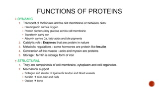  DYNAMIC
1. Transport of molecules across cell membrane or between cells
 Haemoglobin carries oxygen
 Protein carriers carry glucose across cell membrane
 Transferrin carry iron
 Albumin carries Ca, fatty acids and bile pigments
2. Catalytic role : Enzymes that are protein in nature
3. Metabolic regulations : some hormones are protein like Insulin
4. Contraction of the muscle : actin and myosin are proteins
5. Storage : ferritin is storage form of iron
 STRUCTURAL
1. They are components of cell membrane, cytoplasm and cell organelles
2. Mechanical support
 Collagen and elastin  ligaments tendon and blood vessels
 Keratin  skin, hair and nails
 Ossien  bone
 