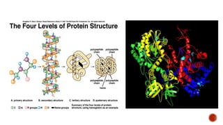 Proteins biochemistry