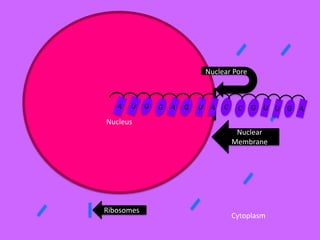 Nuclear Pore

Nucleus
Nuclear
Membrane

Ribosomes

Cytoplasm

 
