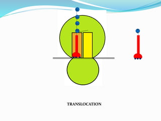 A4
A3
A2
A1
A
5
TRANSLOCATION
 