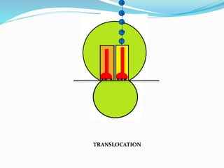A4
A3
A2
A1
A
5
TRANSLOCATION
 