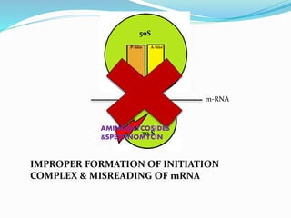 30 S
50S
P-Site A-Site
IMPROPER FORMATION OF INITIATION
COMPLEX & MISREADING OF mRNA
m-RNA
AMINOGLYCOSIDES
&SPECTINOMYCIN
 