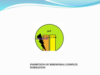 50S
P-Site A-Site
LINEZOLID
INHIBITION OF RIBOSOMAL COMPLEX
FORMATION
 