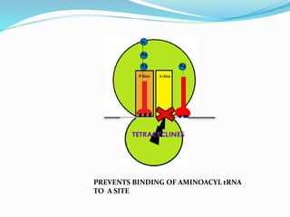A4
P-Site A-Site
A3
A2
A1
TETRACYCLINES
PREVENTS BINDING OF AMINOACYL tRNA
TO A SITE
 