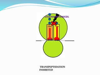 A4
P-Site A-Site
A3
A2
A1
TRANSPEPTIDATION
INHIBITED
CHLORAMPHENICOL
 