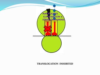 A4
A3
A2
A1
P-Site A-Site
MACROLIDES ,
CLINDAMYCIN &
STREPTOGRAMINS
TRANSLOCATION INHIBITED
 