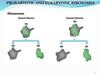 3
PROKARYOTIC AND EUKARYOTIC RIBOSOMES
 