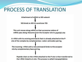 PROCESS OF TRANSLATION
 