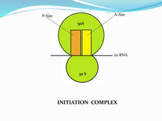 30 S
50S
P-Site A-Site
INITIATION COMPLEX
m-RNA
 