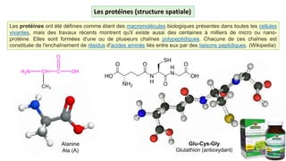 Les protéines (structure spatiale)
Les protéines ont été définies comme étant des macromolécules biologiques présentes dans toutes les cellules
vivantes, mais des travaux récents montrent qu'il existe aussi des centaines à milliers de micro ou nano-
protéine. Elles sont formées d'une ou de plusieurs chaînes polypeptidiques. Chacune de ces chaînes est
constituée de l'enchaînement de résidus d'acides aminés liés entre eux par des liaisons peptidiques. (Wikipedia)
Alanine
Ala (A)
Glu-Cys-Gly
Glutathion (antioxydant)
 