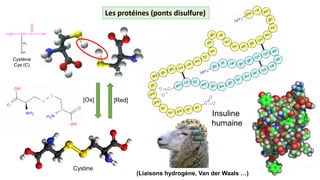 Les protéines (ponts disulfure)
Cystéine
Cys (C)
Cystine
Insuline
humaine
(Liaisons hydrogène, Van der Waals …)
[Ox] [Red]
 