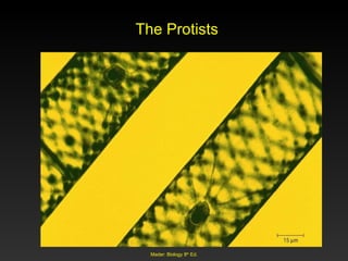 The Protists Mader: Biology 8 th  Ed. 