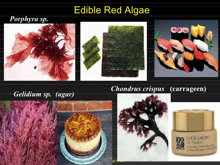 edible red algae