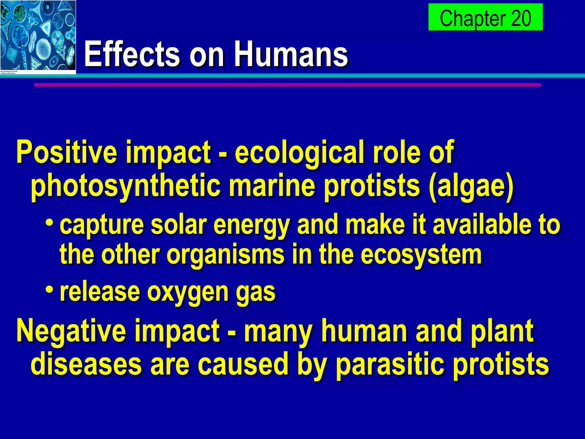 Effects on Humans Positive impact - ecological role of photosynthetic marine protists (algae) capture solar energy and make it available to the other organisms in the ecosystem  release oxygen gas  Negative impact - many human and plant diseases are caused by parasitic protists  