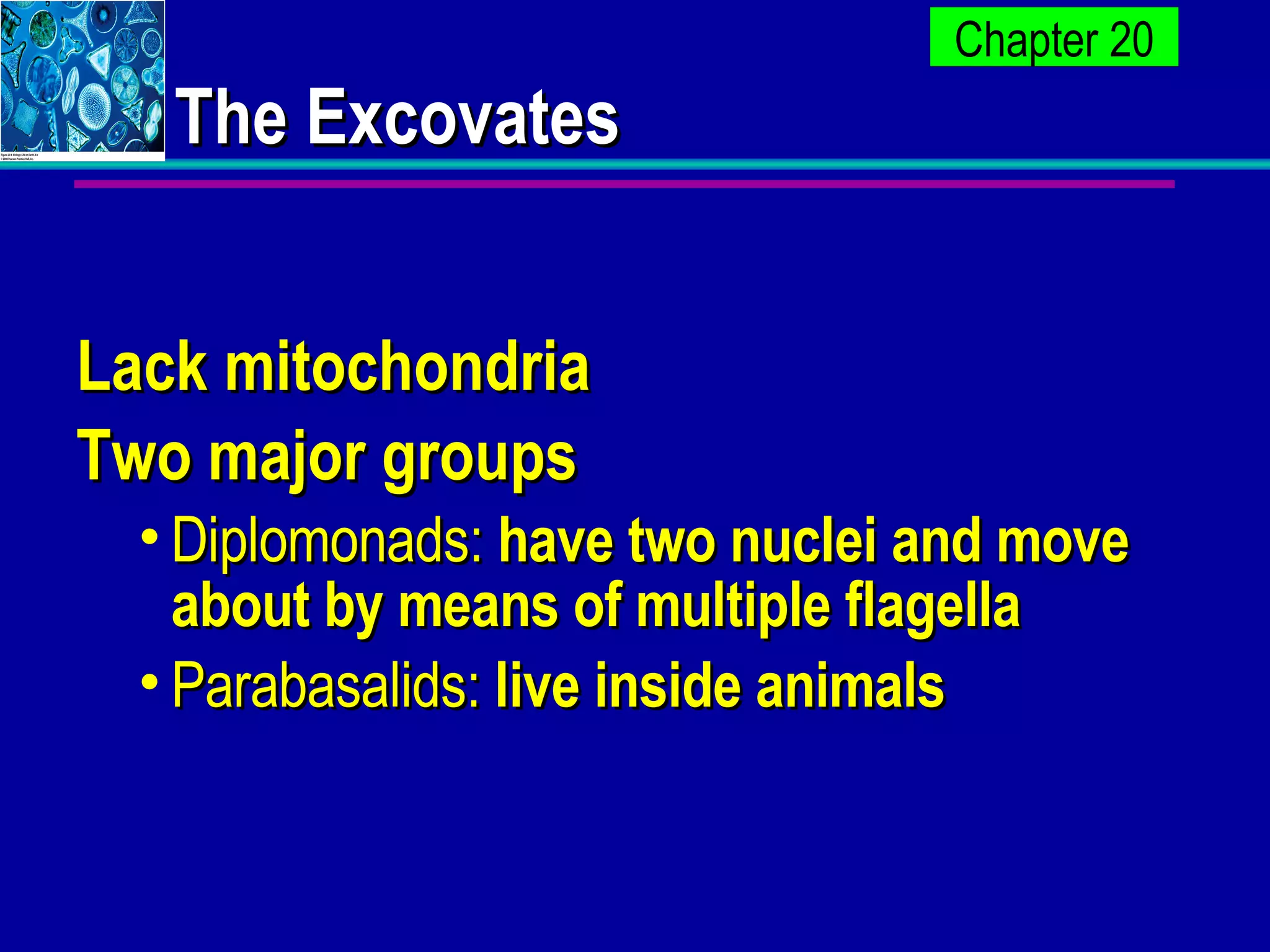 The Excovates Lack mitochondria Two major groups Diplomonads:  have two nuclei and move about by means of multiple flagella  Parabasalids:  live inside animals   