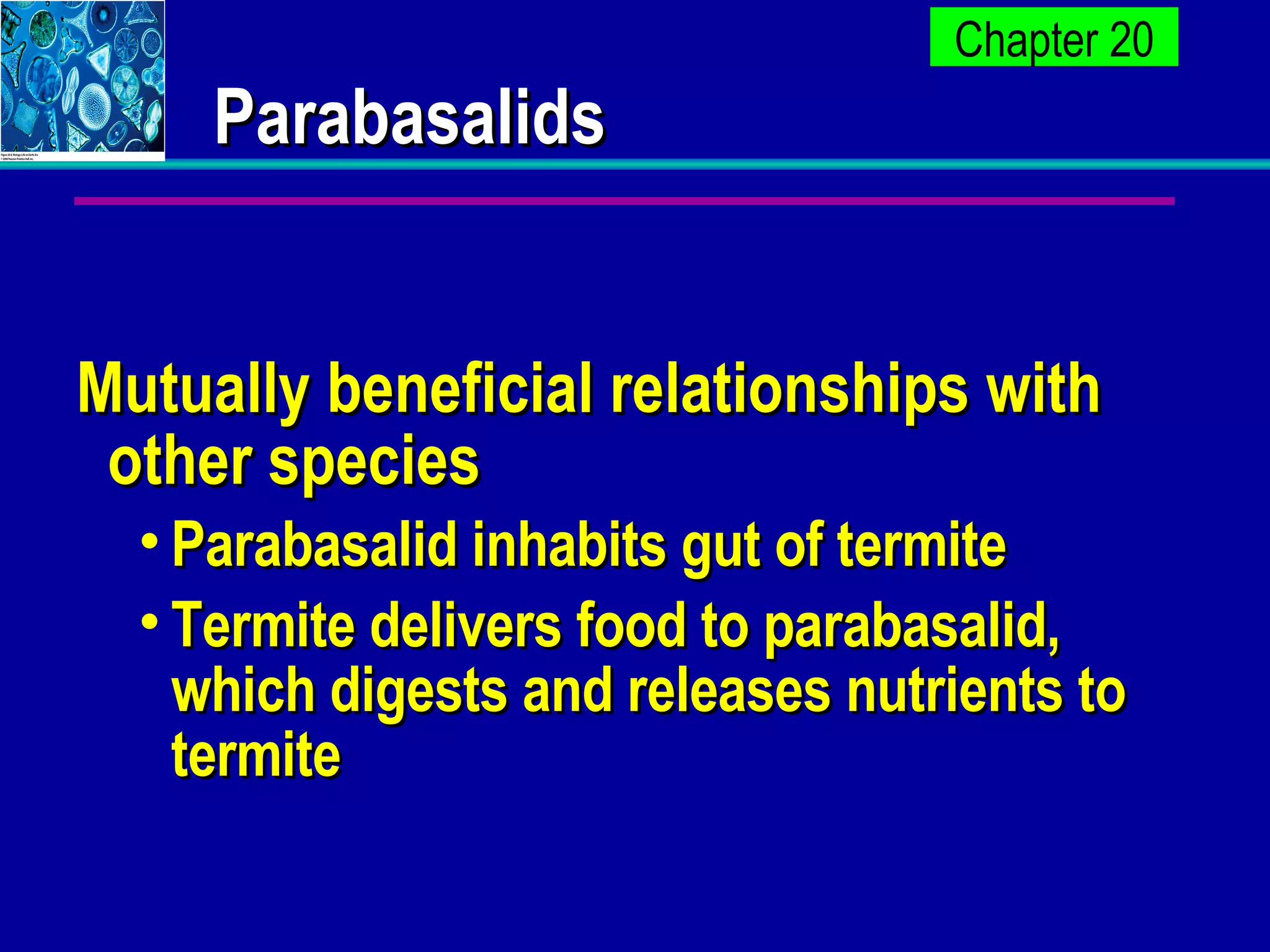 Parabasalids Mutually beneficial relationships with other species Parabasalid inhabits gut of termite  Termite delivers food to parabasalid, which digests and releases nutrients to termite 