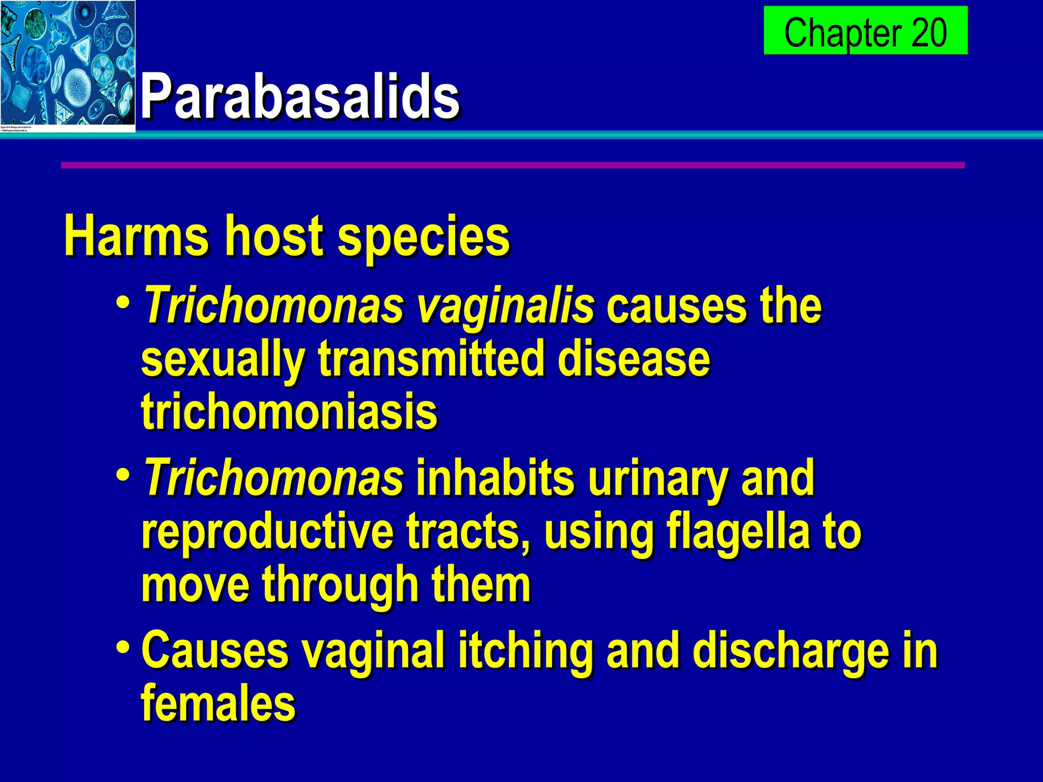 Parabasalids Harms host species Trichomonas vaginalis  causes the sexually transmitted disease trichomoniasis Trichomonas  inhabits urinary and reproductive tracts, using flagella to move through them Causes vaginal itching and discharge in females  