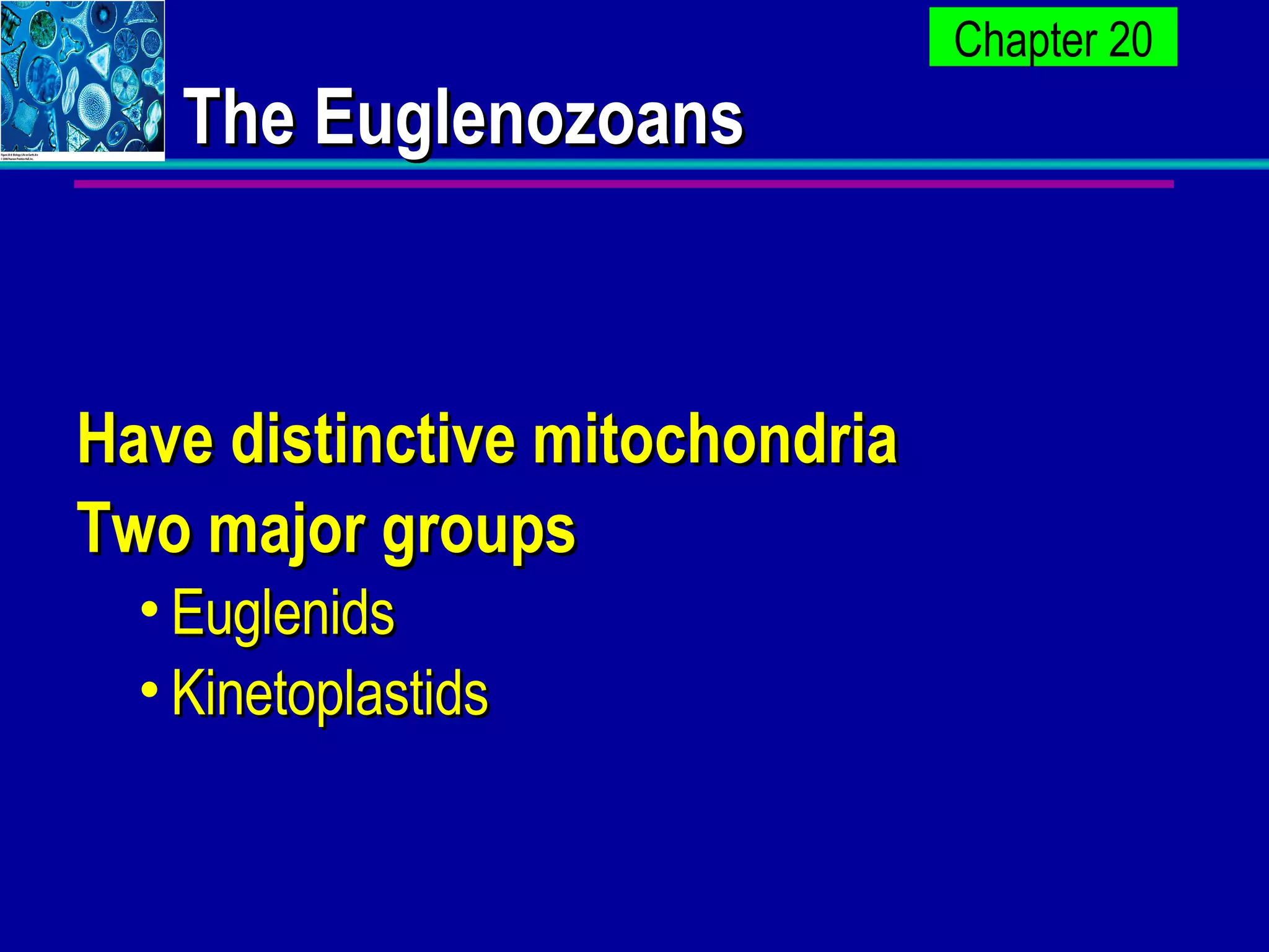 The Euglenozoans Have distinctive mitochondria Two major groups Euglenids  Kinetoplastids 