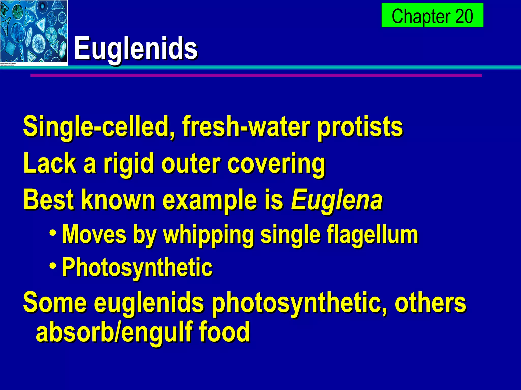 Euglenids Single-celled, fresh-water protists Lack a rigid outer covering Best known example is  Euglena Moves by whipping single flagellum Photosynthetic Some euglenids photosynthetic, others absorb/engulf food 