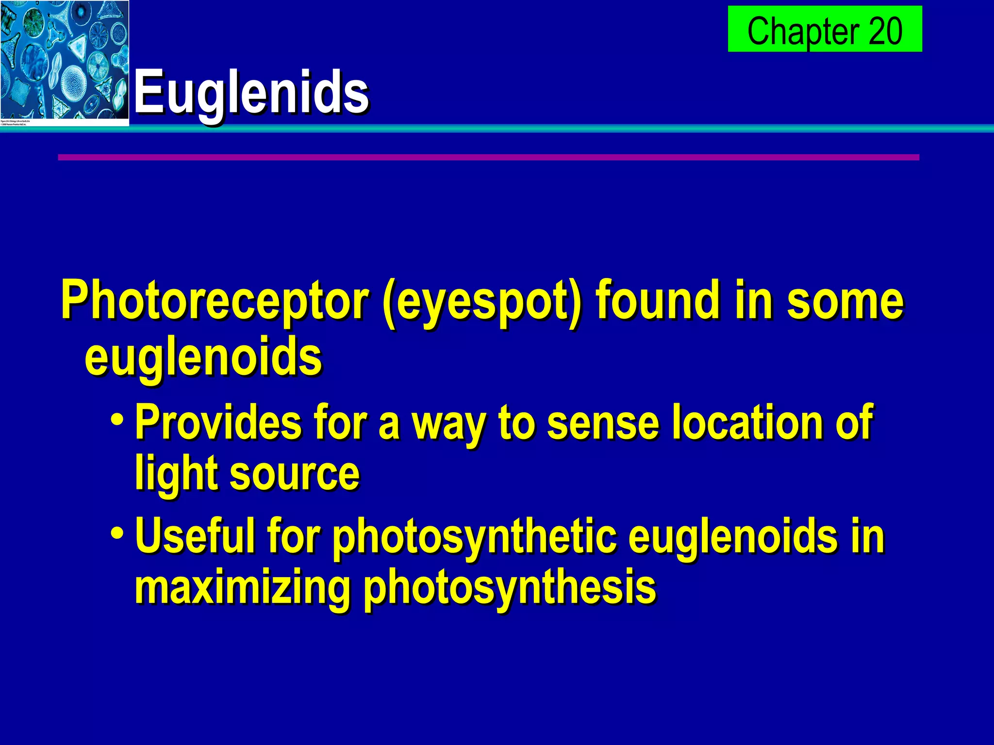 Euglenids Photoreceptor (eyespot) found in some euglenoids Provides for a way to sense location of light source Useful for photosynthetic euglenoids in maximizing photosynthesis 