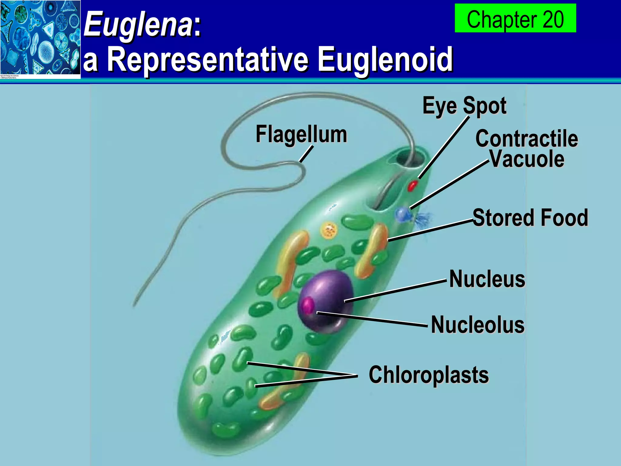 Euglena : a Representative Euglenoid Flagellum Eye Spot Contractile Vacuole Stored Food Nucleus Nucleolus Chloroplasts 