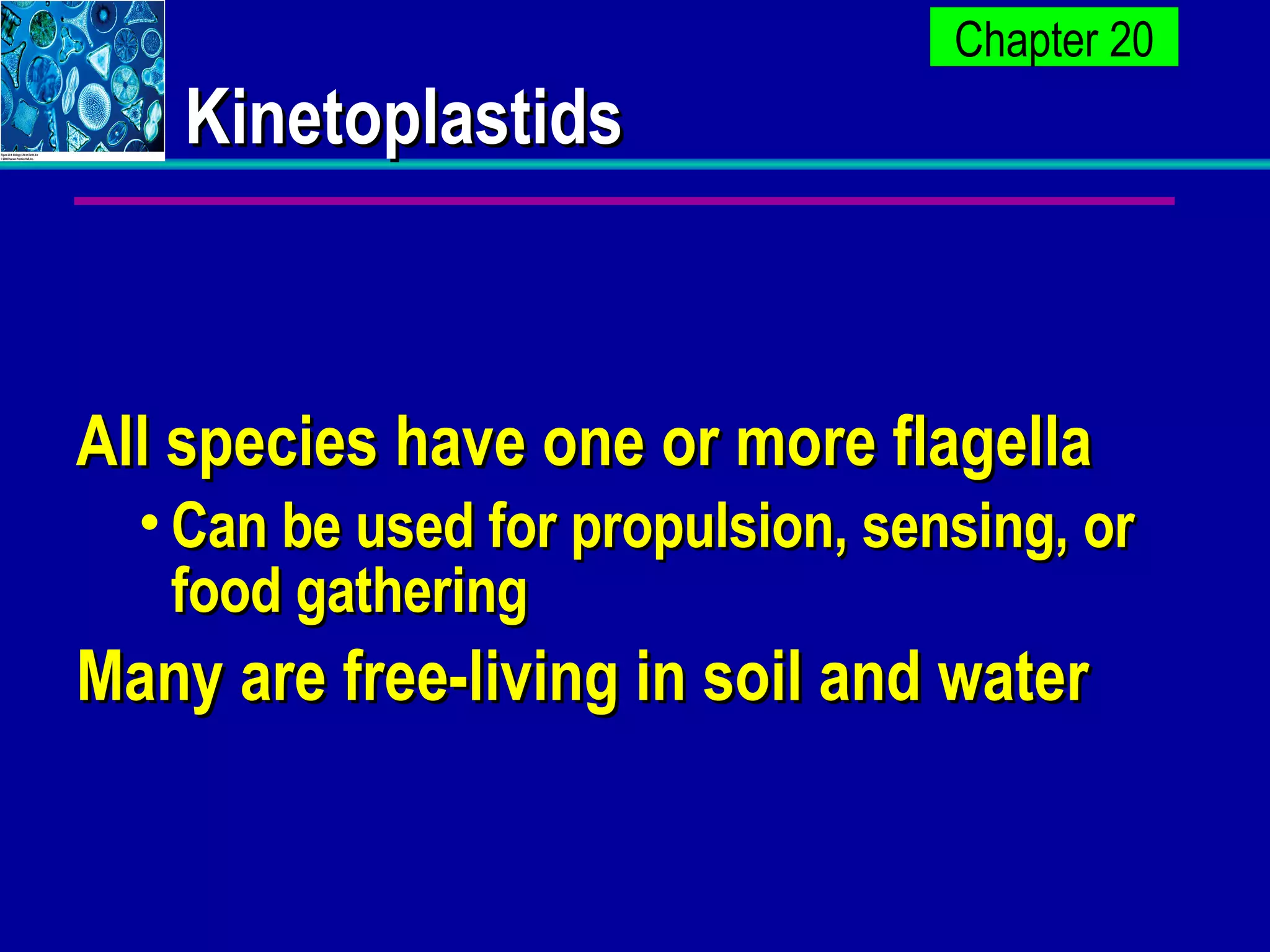 Kinetoplastids All species have one or more flagella Can be used for propulsion, sensing, or food gathering Many are free-living in soil and water 