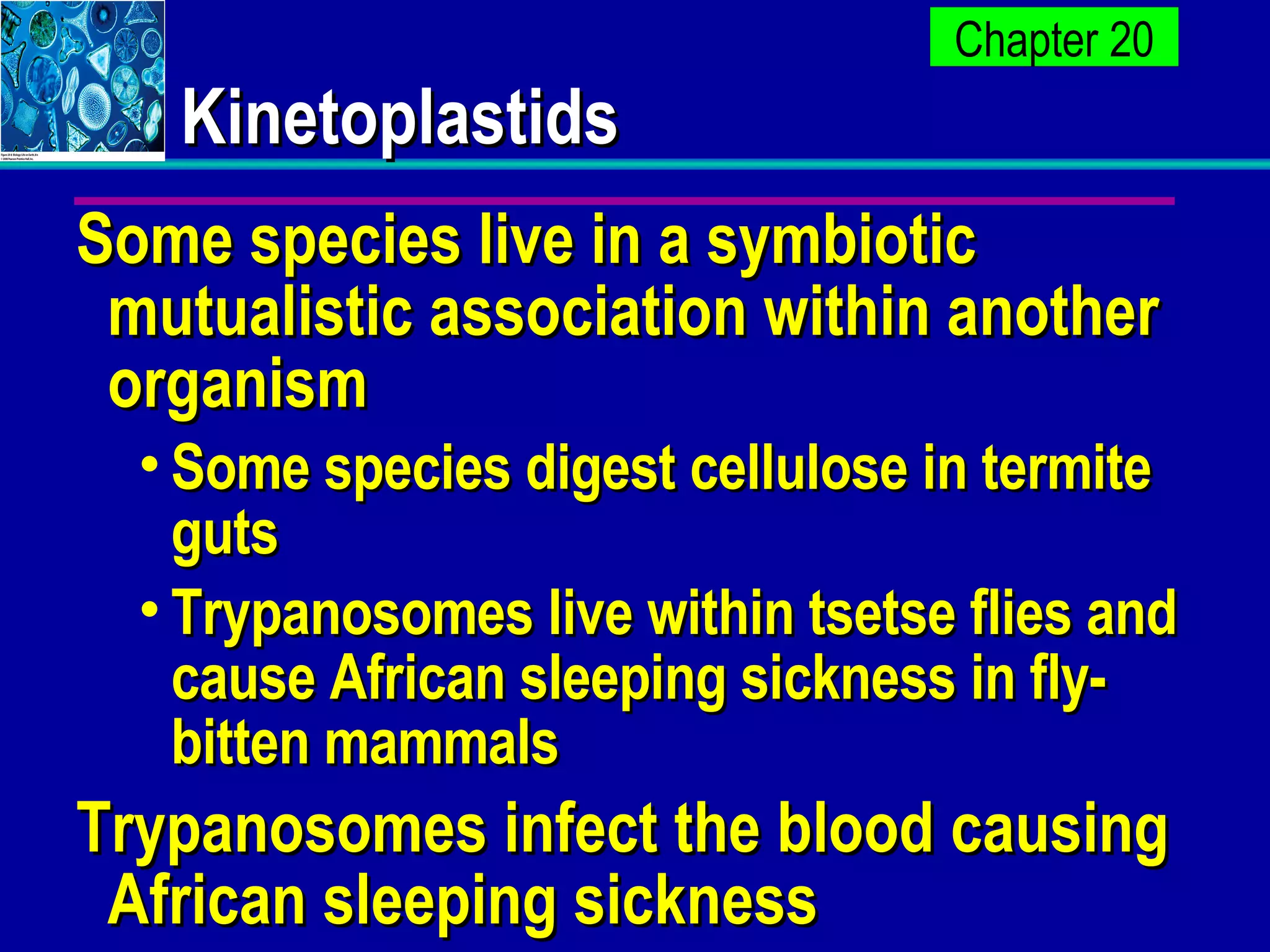 Kinetoplastids Some species live in a symbiotic mutualistic association within another organism Some species digest cellulose in termite guts Trypanosomes live within tsetse flies and cause African sleeping sickness in fly-bitten mammals Trypanosomes infect the blood causing African sleeping sickness 