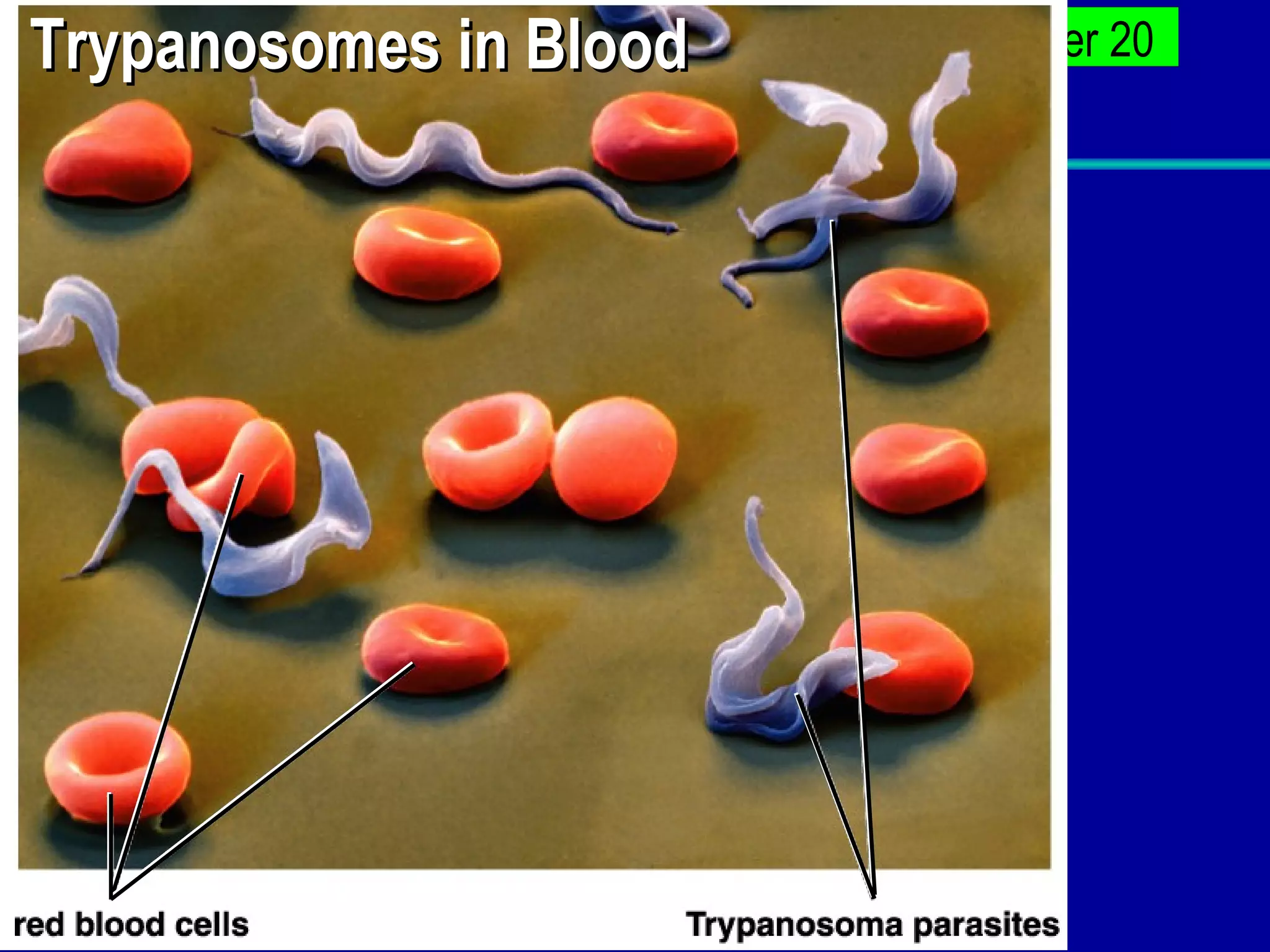 Trypanosomes in Blood 