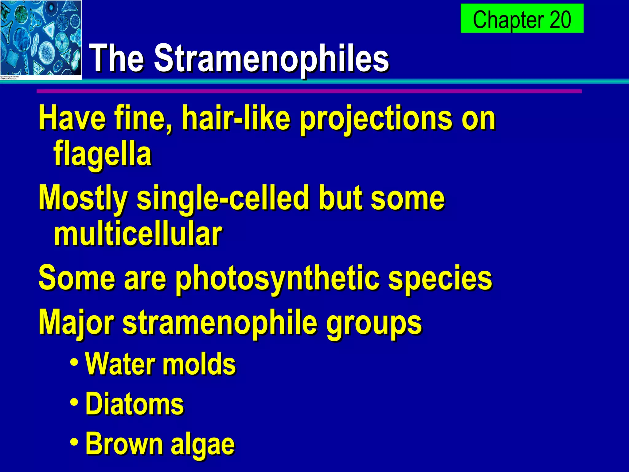 The Stramenophiles Have fine, hair-like projections on flagella Mostly single-celled but some multicellular Some are photosynthetic species Major stramenophile groups Water molds Diatoms Brown algae 