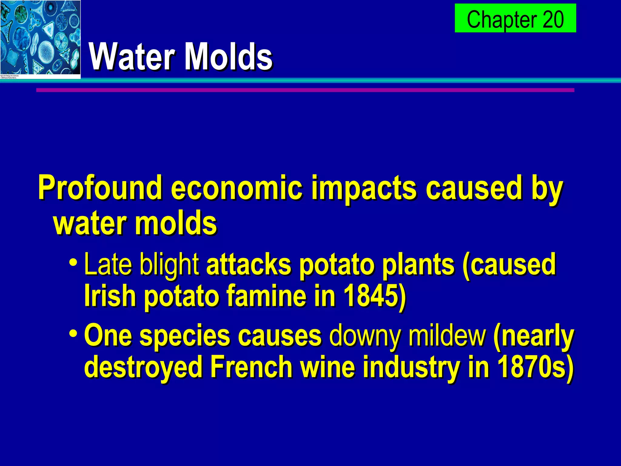 Water Molds Profound economic impacts caused by water molds Late blight  attacks potato plants (caused Irish potato famine in 1845) One species causes  downy mildew  (nearly destroyed French wine industry in 1870s) 