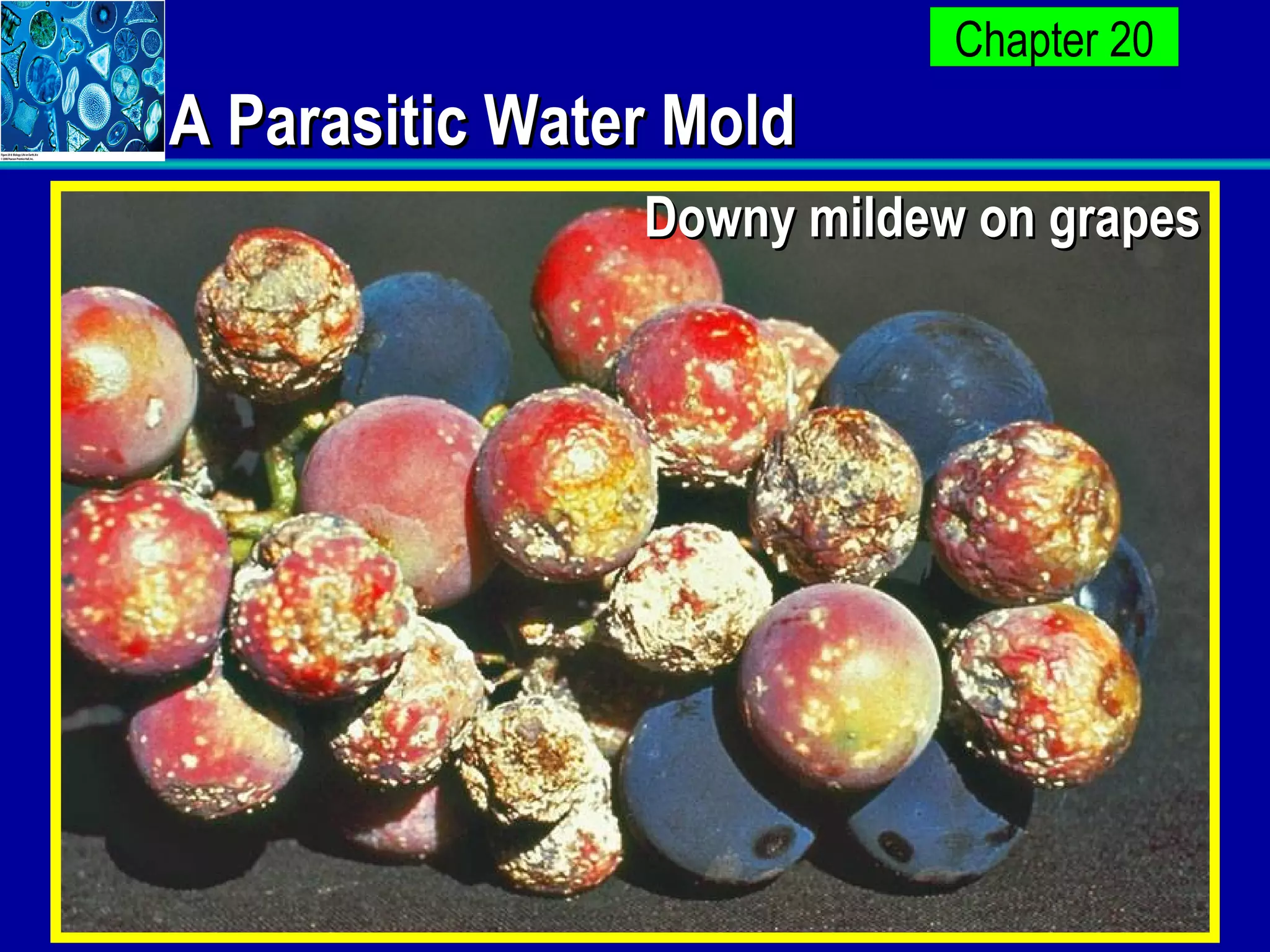 A Parasitic Water Mold Downy mildew on grapes 