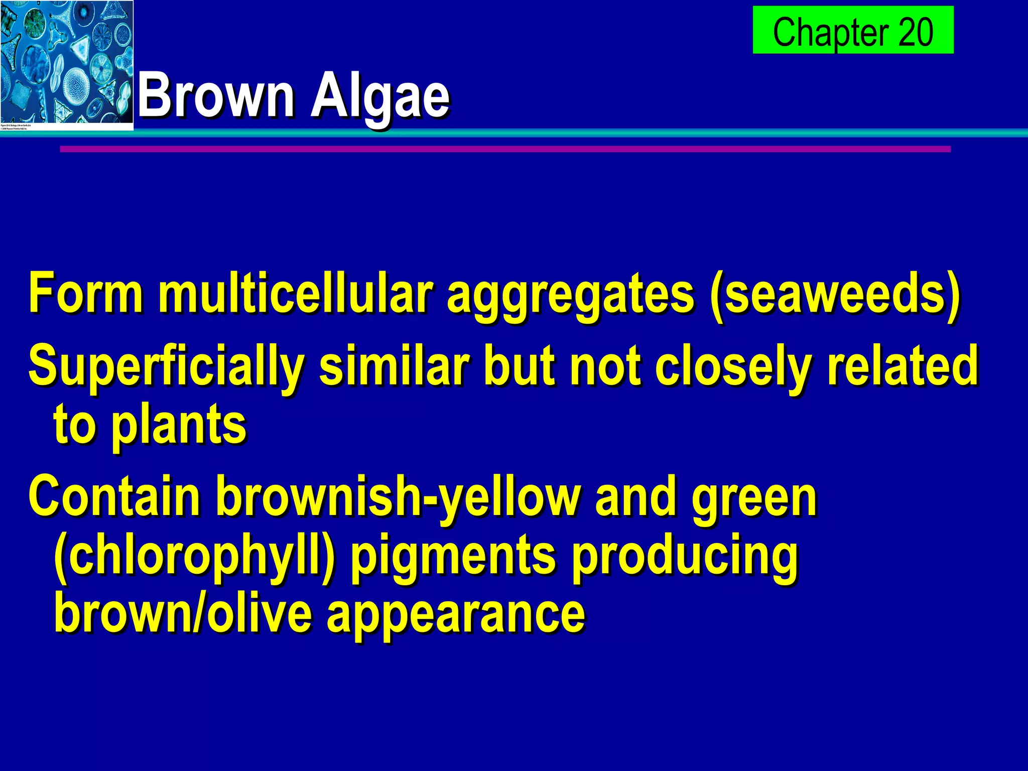 Brown Algae Form multicellular aggregates (seaweeds) Superficially similar but not closely related to plants Contain brownish-yellow and green (chlorophyll) pigments producing brown/olive appearance 