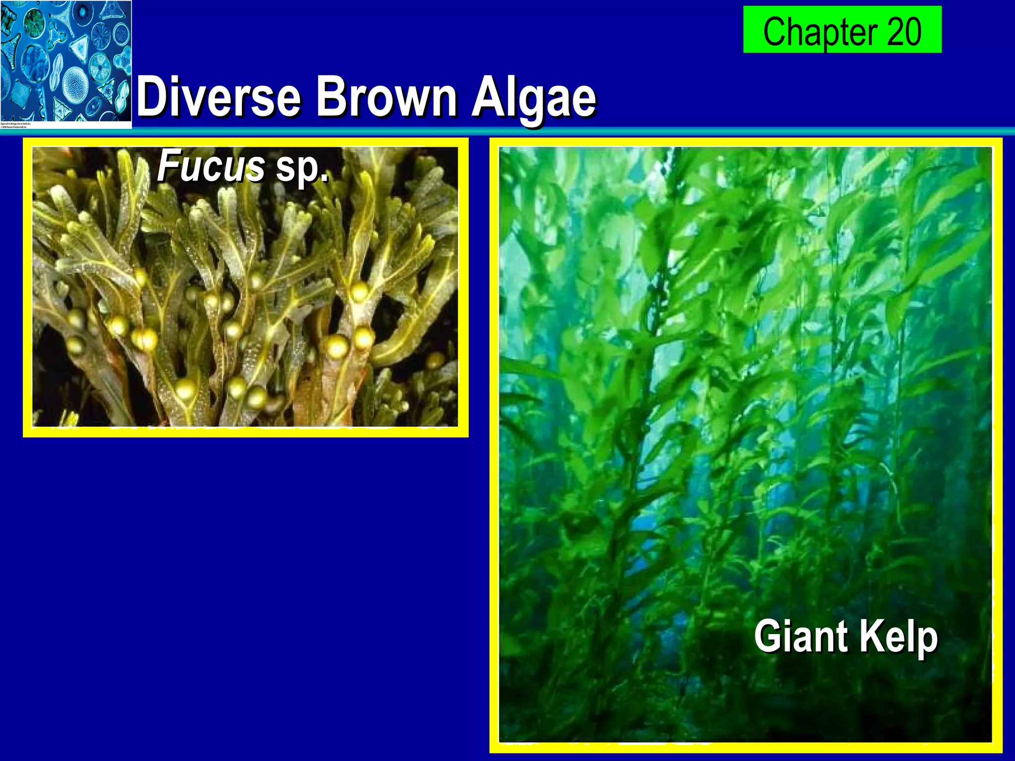 Diverse Brown Algae Fucus  sp. Giant Kelp 