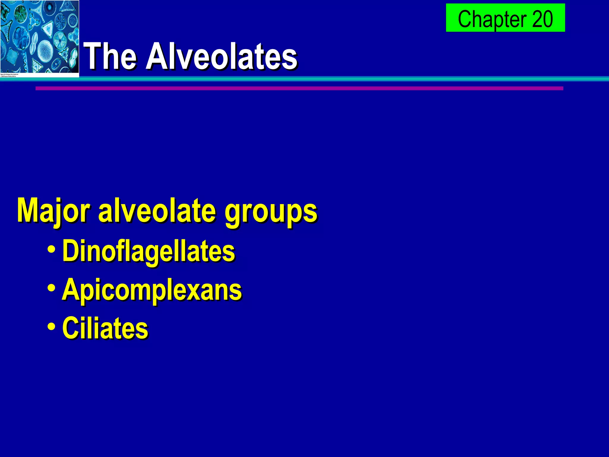 The Alveolates Major alveolate groups Dinoflagellates Apicomplexans Ciliates 