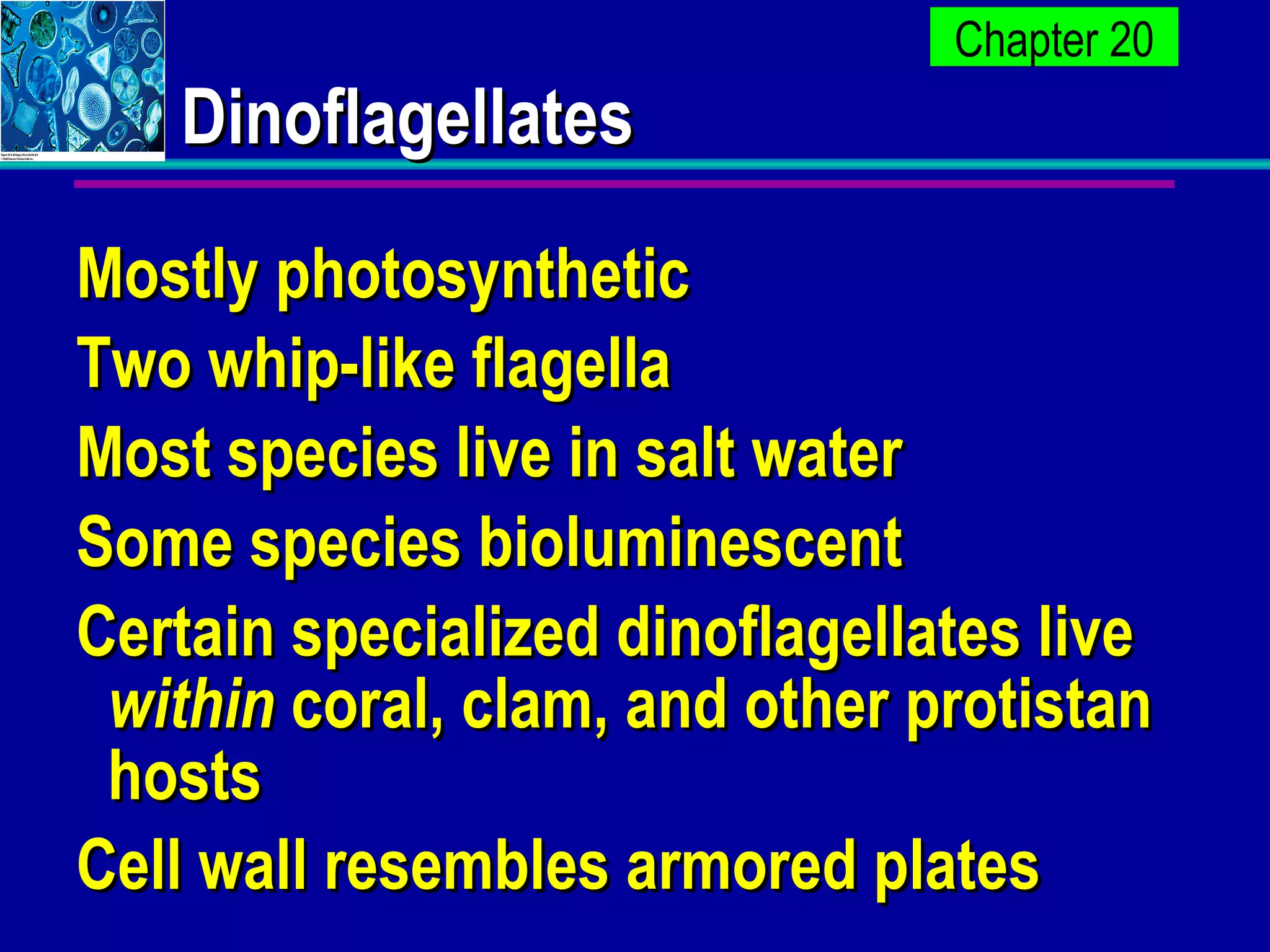 Dinoflagellates Mostly photosynthetic Two whip-like flagella Most species live in salt water Some species bioluminescent Certain specialized dinoflagellates live  within  coral, clam, and other protistan hosts Cell wall resembles armored plates 